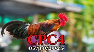 Xem lại đá gà Thomo C4 hôm nay 07/10/2025
