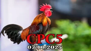 Video đá gà trực tiếp C5 ngày 07/10/2025