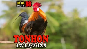 Video trực tiếp đá gà Tonhon 17122025 phát lại mới nhất