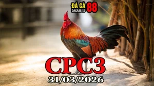Clip đá gà Thomo CPC3 hôm nay 31032026 mới nhất