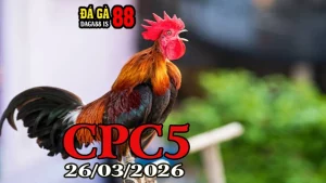 Video Clip Đá Gà Thomo CPC5 Ngày 26032026