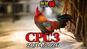 Clip đá gà Thomo CPC3 hôm nay 20042026