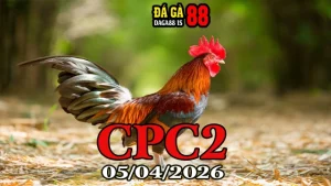 Video đá gà thomo CPC2 ngày 05042026