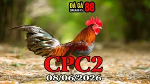 Clip đá gà Thomo CPC2 hôm nay 08062026